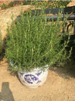 想要迷迭香盆景更漂亮，看這里