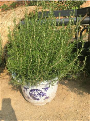 要想培養(yǎng)好迷迭香盆景，這些當然要注意