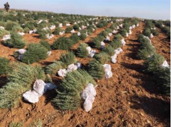 什么條件，關(guān)系迷迭香種苗的成長