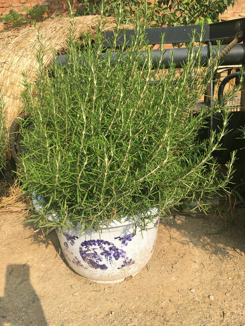 給迷迭香盆景澆水也是藝術(shù)